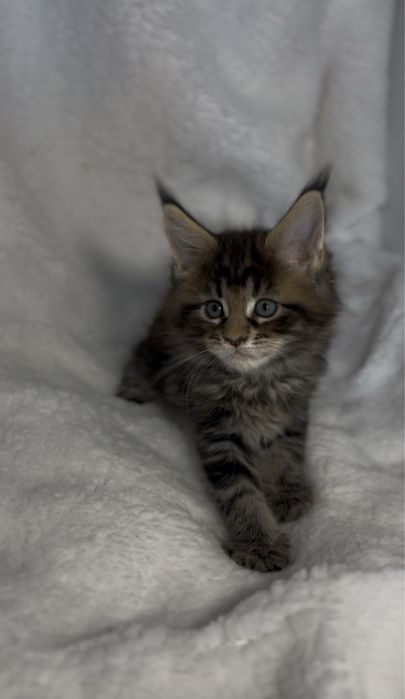 Kotka Maine Coon FPL