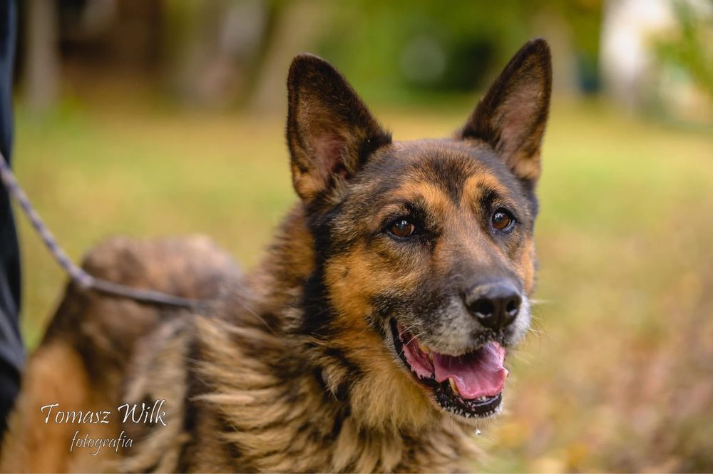 Wesoly Budrys w typie owczarka niemieckiego wypatruje domu !