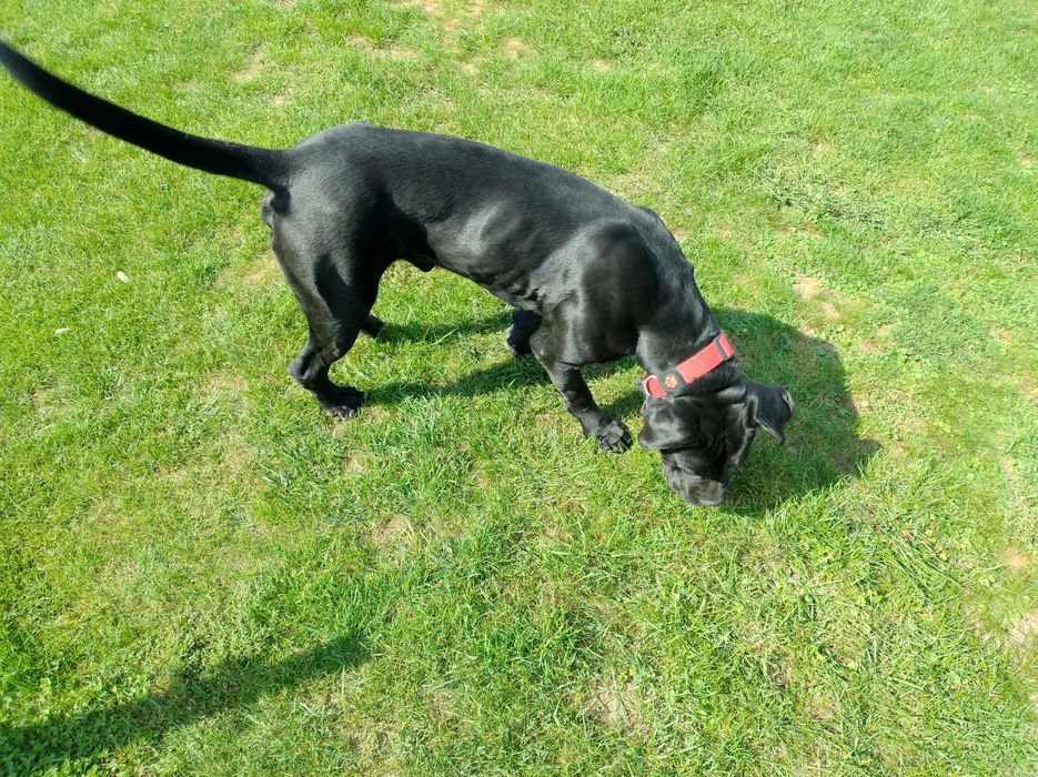 Cane Corso piękny pies szuka nowego domu