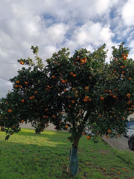 Vendo Laranja biológica
