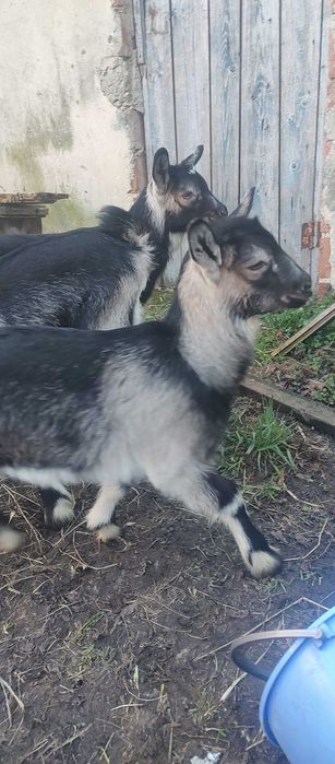 Козенята продам