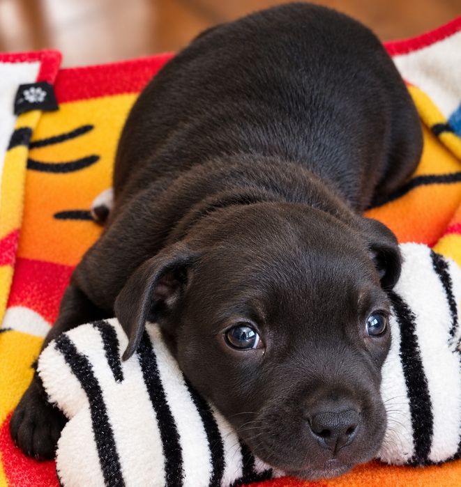 American Staffordshire Terrier