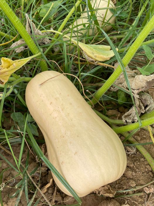 Abóboras buternut