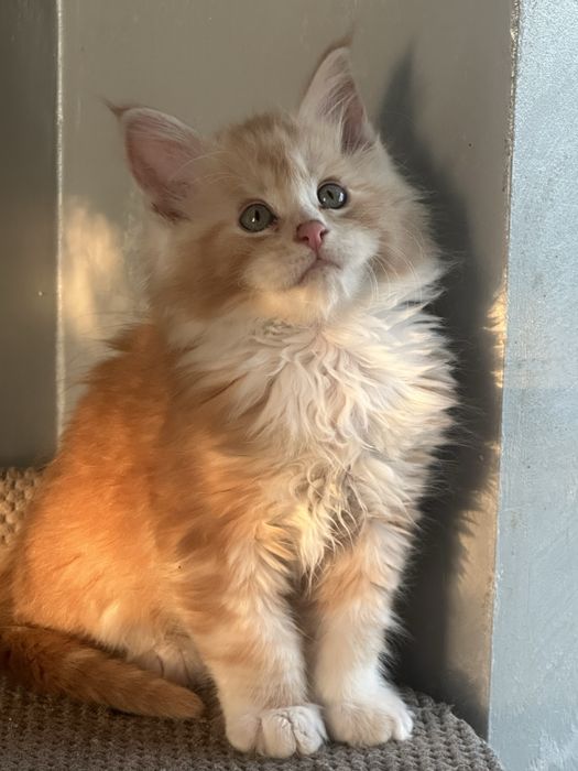 Мейнкун 1,5 мес мальчик