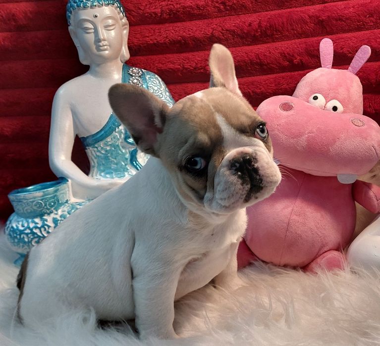 Bulldog frances fawn pied