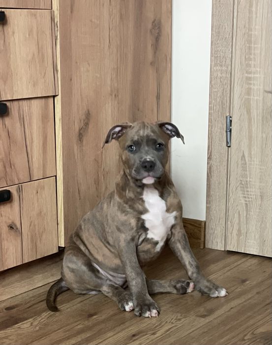 American Staffordshire Terrier Blue rodowód do odbioru