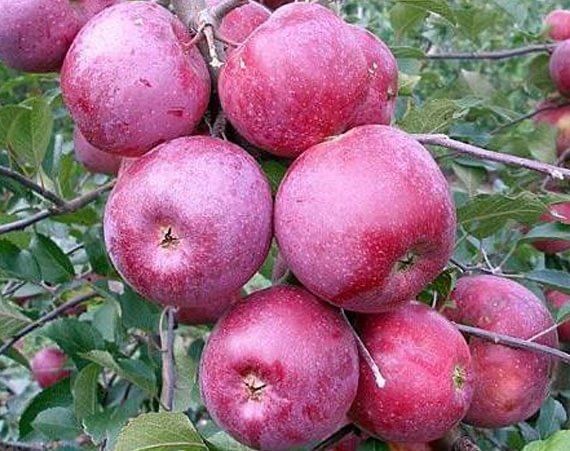 Продам саджанці яблунь