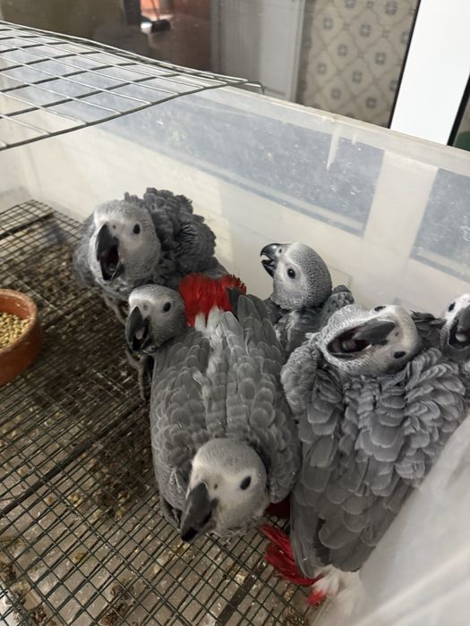 papagaios cinzentos bebes