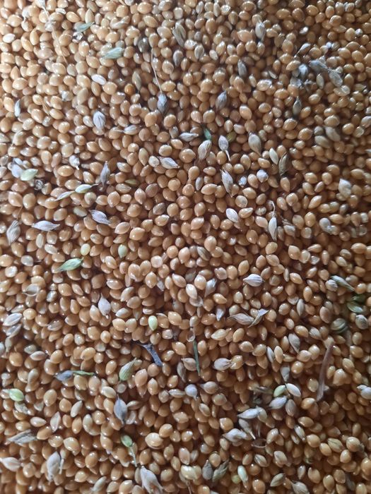 Sprzedam proso tegoroczne nie pryskane zapraszam