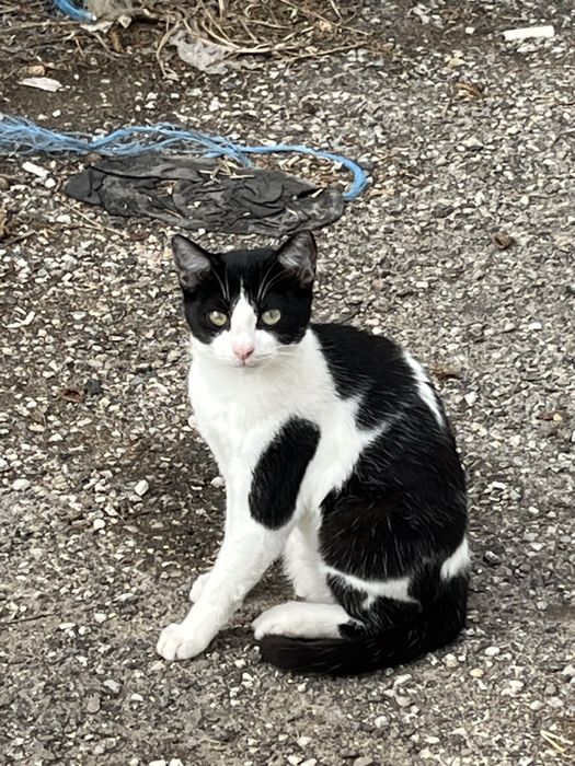 4 Gatinhos Juvenis esterilizados!