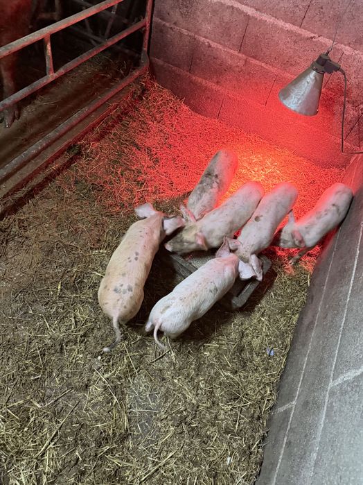 Vendo leitões nascidos a 27/12/25