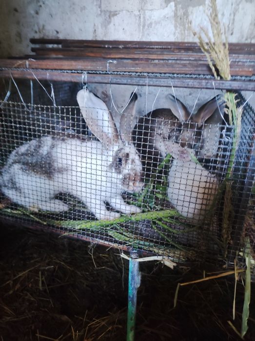 Продам кроликів,і свіжі тушки під замовлення
