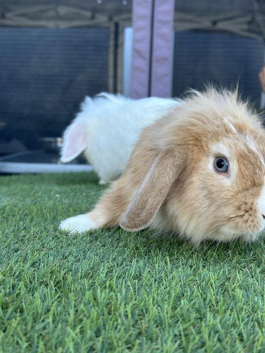 2 coelhos anoes ( meninas )