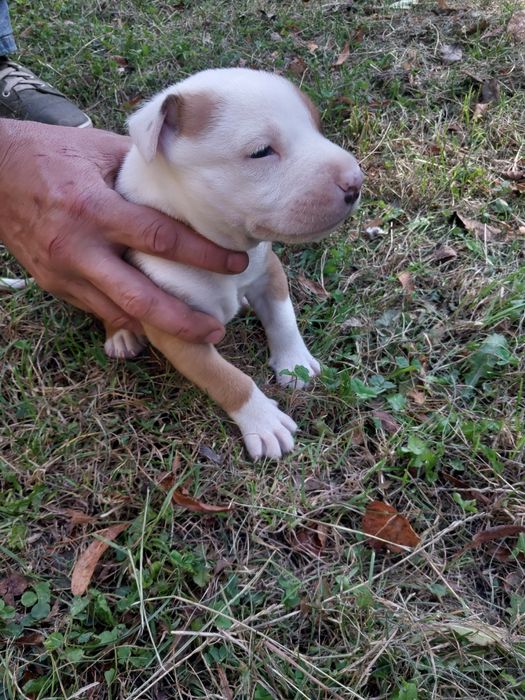 Американский стафф