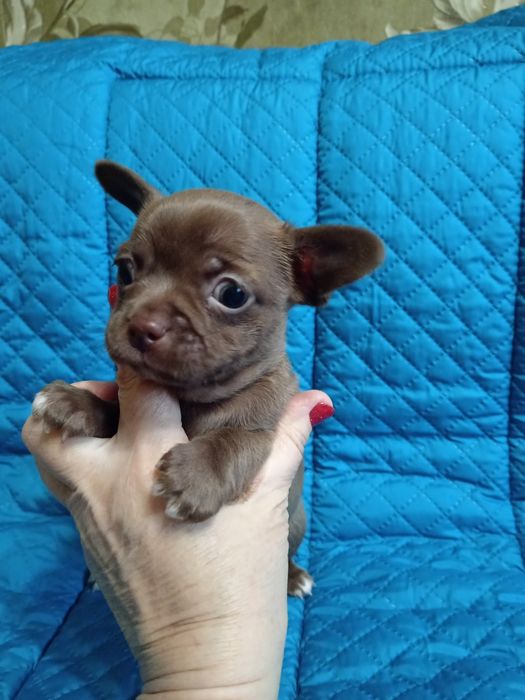 Продам Мальчики чихуахуа