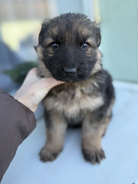 Цуценятка німецька вівчарка