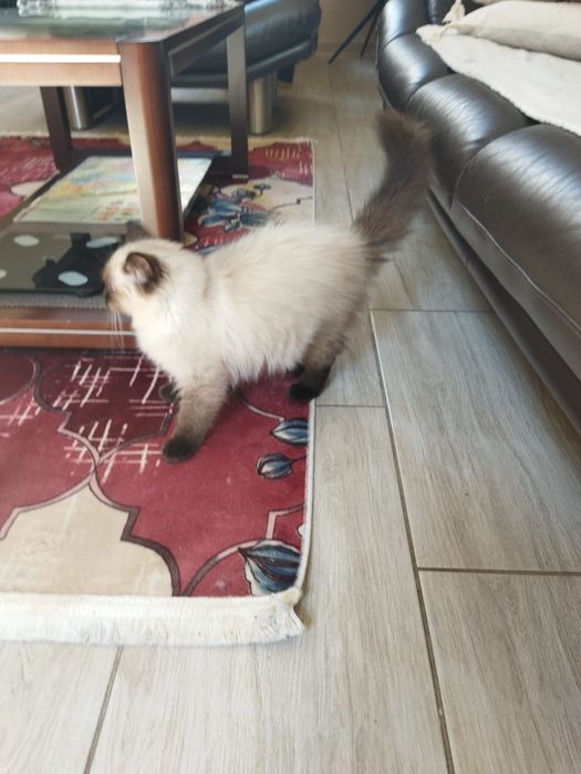 Śliczny kocurek Ragdoll FPL