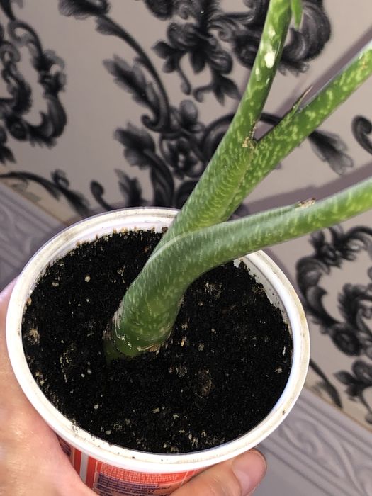 Диффенбахия деффинбахия пятнистая