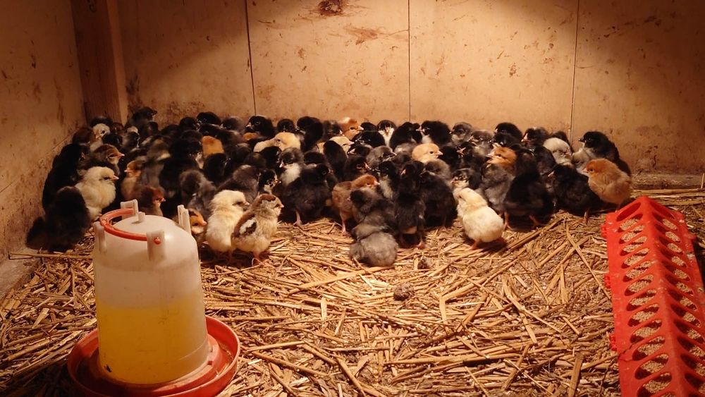 Kurczaki mix marans arakuana grennshell blueshell  dominatblue