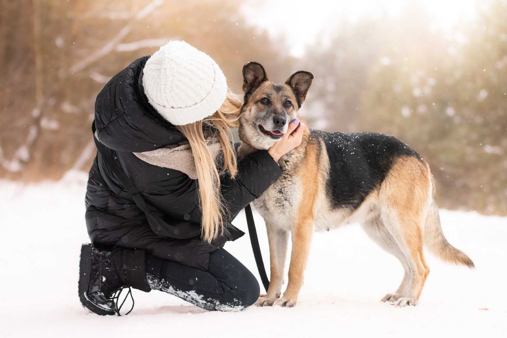 LERDA - owczarkowa, łagodna i ułożona dama