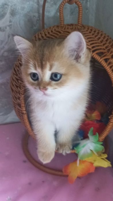 золота шиншила котики
