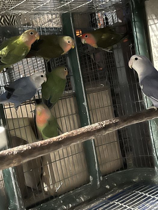 Agapornis