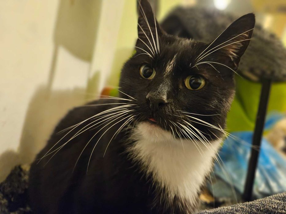 Irysek, 2 letni do adopcji