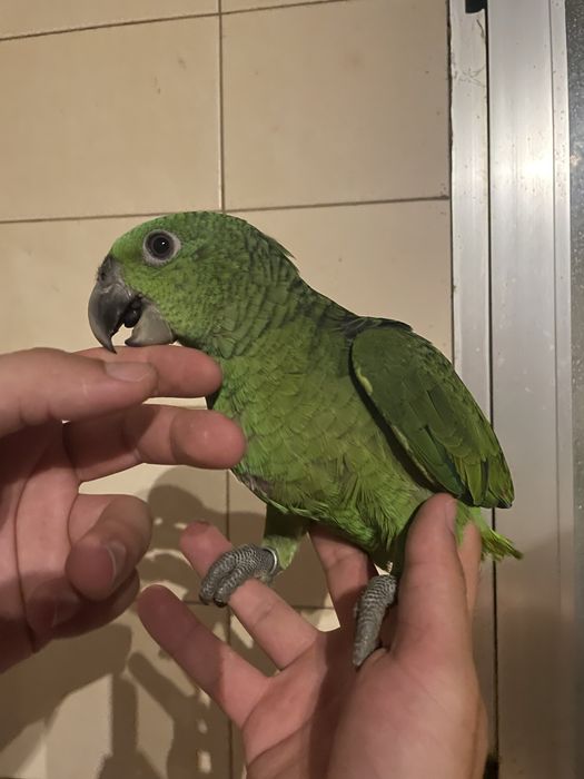 Papagaio Verde Muito Meigo e Falador