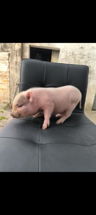PORQUINHOS brancos disponiveis