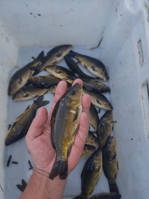Narybek/kroczek karp dłoniak AKTUALNE
