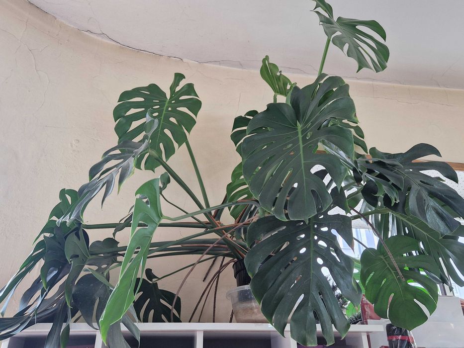 Monstera 150x150 duża