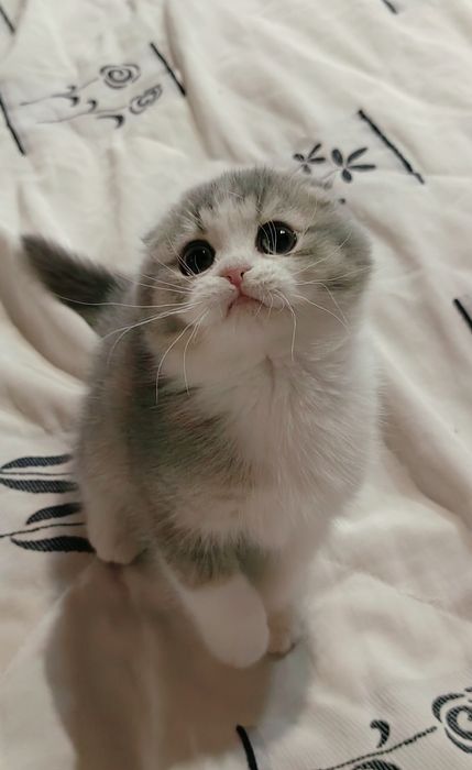 Menino scottish fold