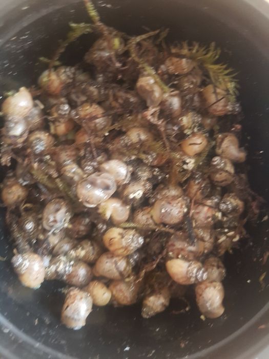 Продам равликів ахатин фуліка