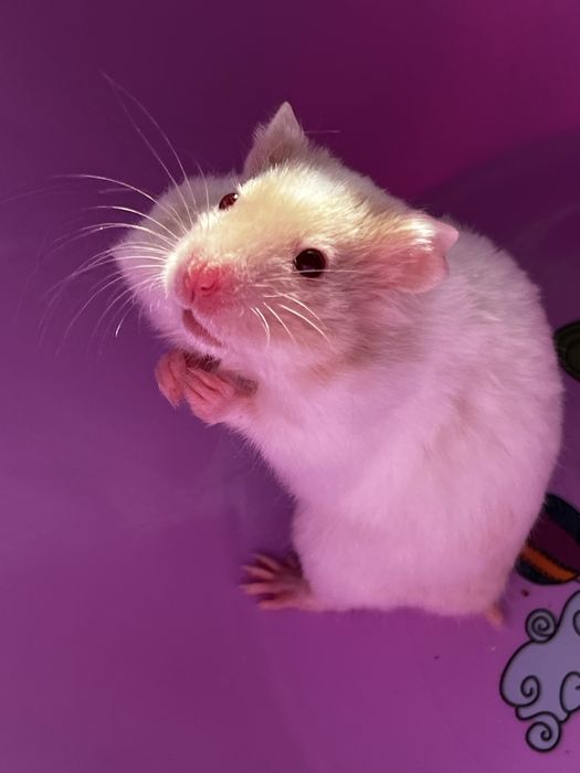 Хомяки пушистые(малыши)