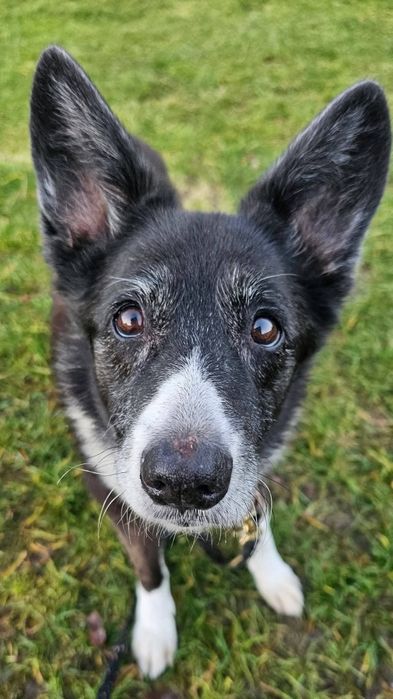 Zuzia- urocza 13 letnia staruszka do pilnej adopcji