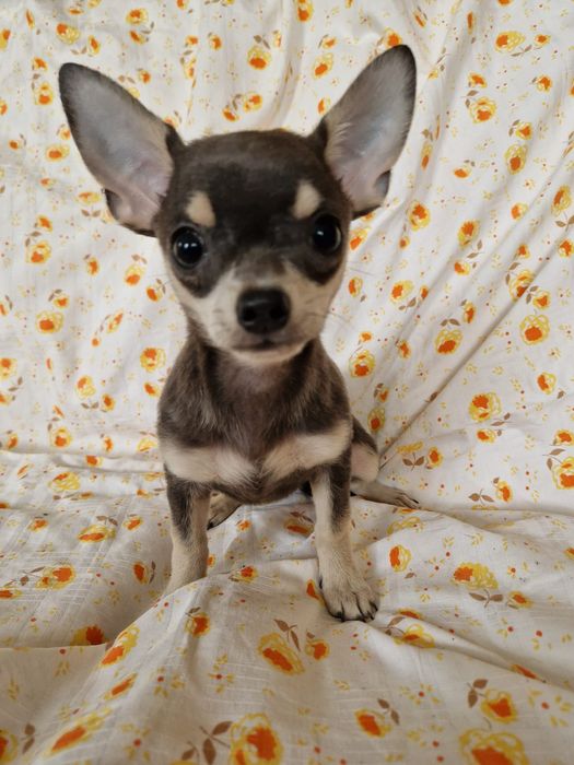 Piesek chihuahua xs gotowy do zmiamy domku