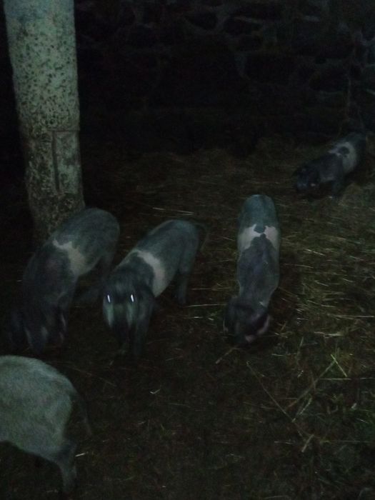 Porcos  de raça visaro