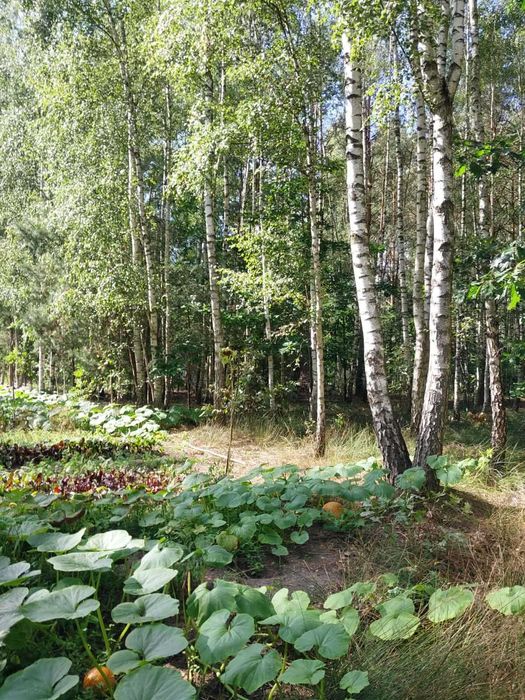 Działka 1,07 ha -spokojne miejsce na dom,blisko lasu nad rzeka Krzną