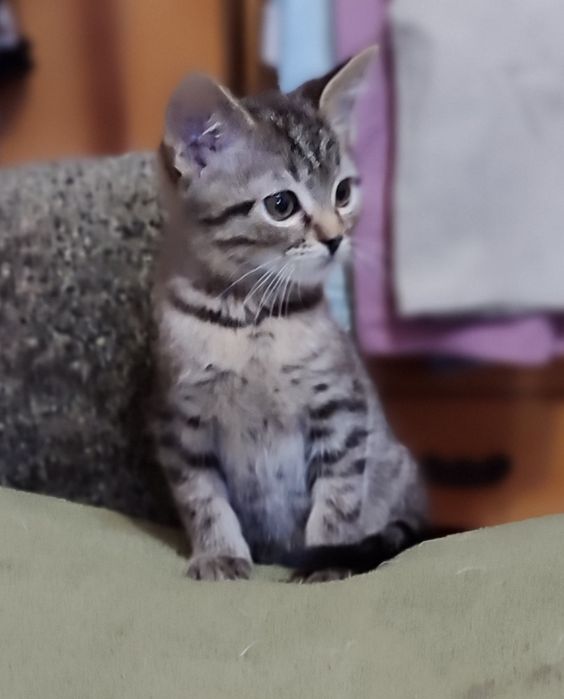 Кошенята в надійні руки