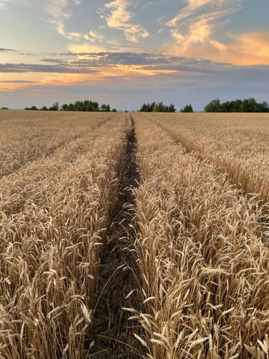 Пшениця + доставка