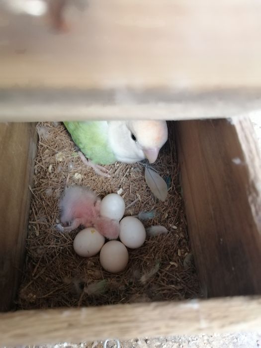 Vendo agraponis deste ano