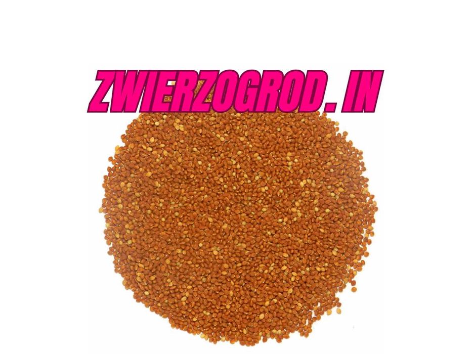 MDM Proso Czerwone Papuga kanarek Gołąb 5 kg ** zwierzogrod.in **