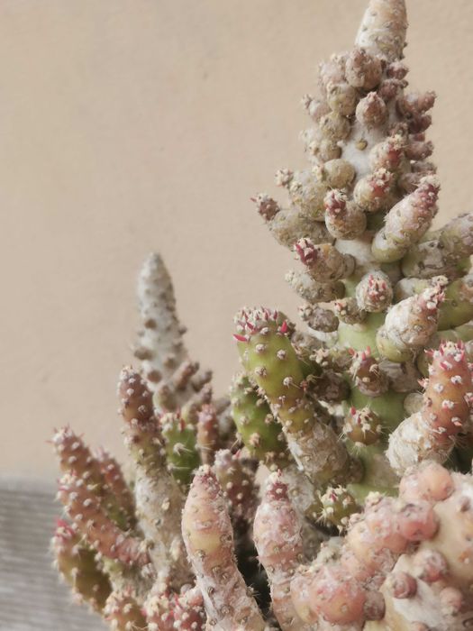 Vaso com vários cactos