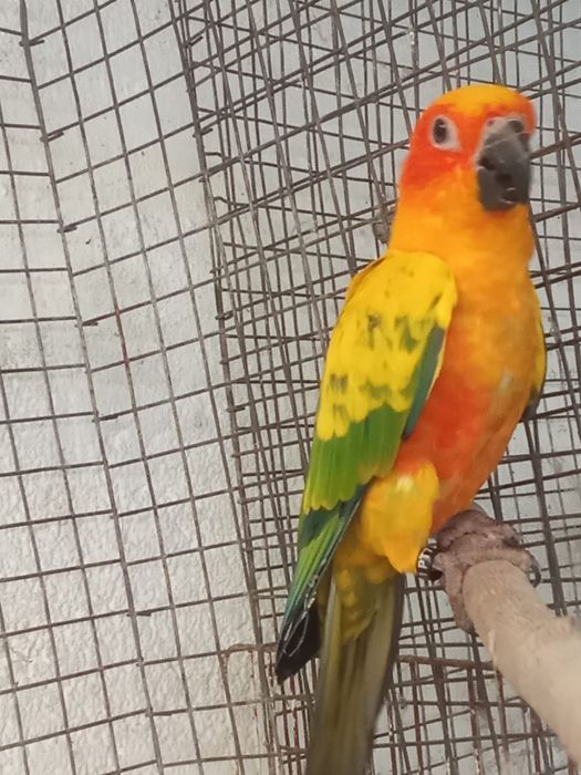 Ring necks e arantiga sol para criar à mão