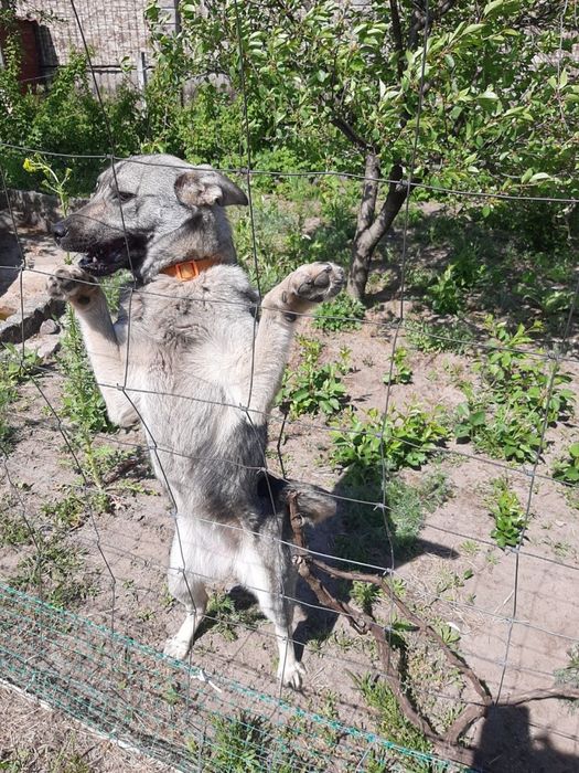 Віддамо в добрі руки собачку