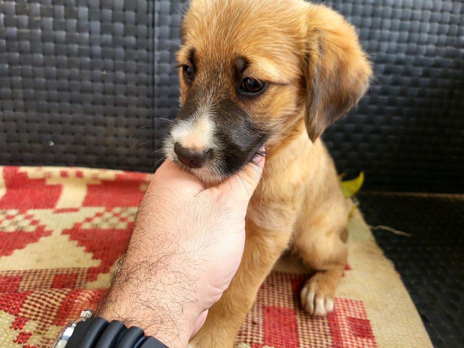 Cadelinha para adoção