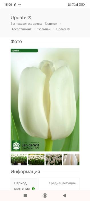 Продам тюльпани.