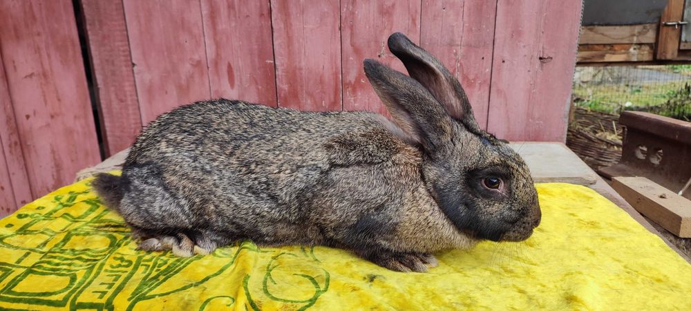 Продам кролики мішаної великої породи .