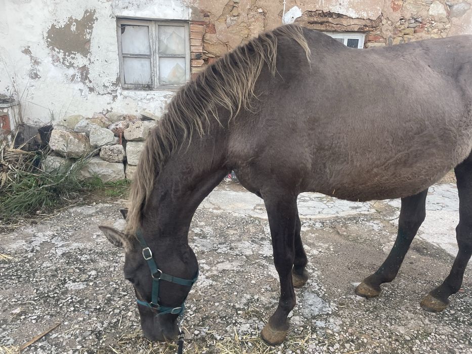 Vende se egua montada