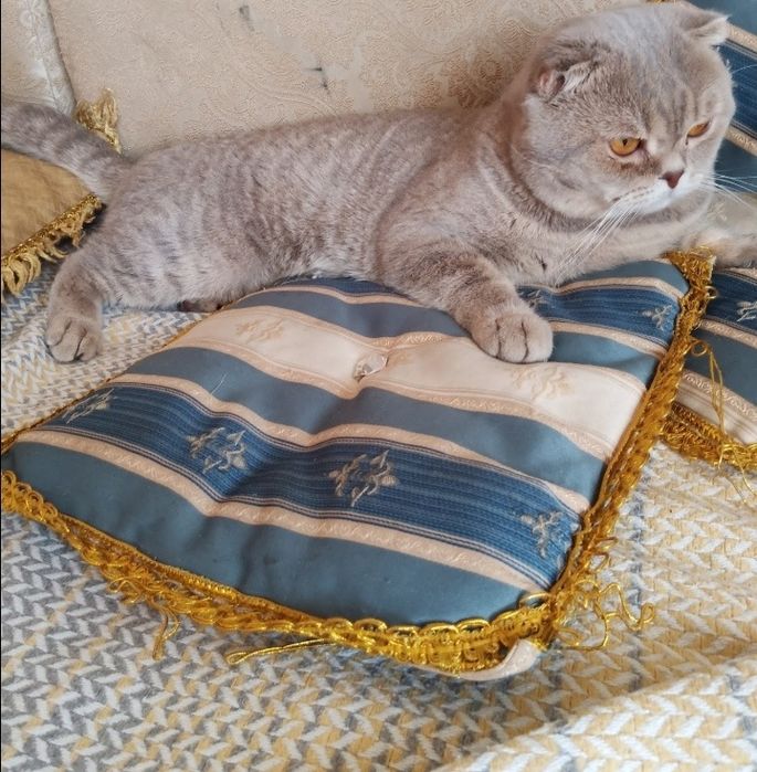 Скоттиш фолд, скоттиш фолд вязка